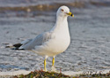 Larus delawarensis